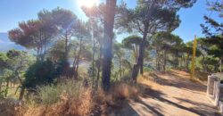 khenchara land with pine trees, prime location for sale #4631