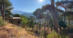 khenchara land with pine trees, prime location for sale #4631
