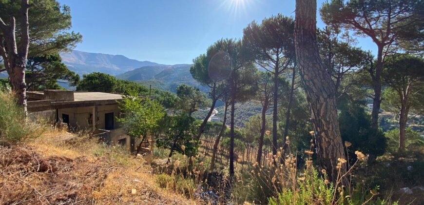 khenchara land with pine trees, prime location for sale #4631