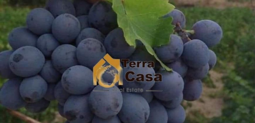 kefraya 18,181 sqm land planted with grapes for sale