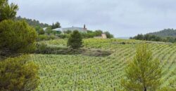 Spain Murcia INVESTMENT PROJECT with WINERY & FARMHOUSE of 156 hectares