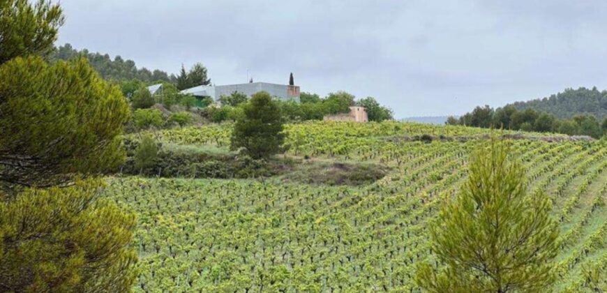 Spain Murcia INVESTMENT PROJECT with WINERY & FARMHOUSE of 156 hectares