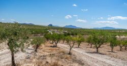 Spain Murcia Restoration Project With large Agricultural Land MSR-CAFA-V