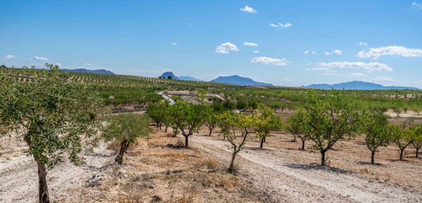 Spain Murcia Restoration Project With large Agricultural Land MSR-CAFA-V