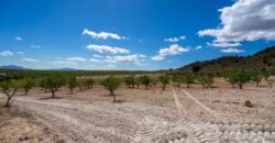 Spain Murcia Restoration Project With large Agricultural Land MSR-CAFA-V