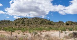 Spain Murcia Restoration Project With large Agricultural Land MSR-CAFA-V