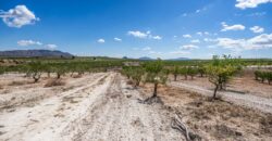 Spain Murcia Restoration Project With large Agricultural Land MSR-CAFA-V