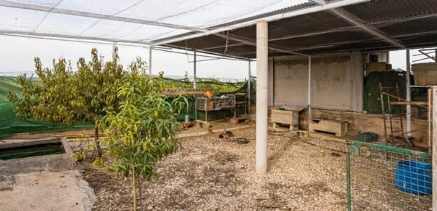 Spain Alicante villa in Orihuela with 4000m planted fruit trees 3556-01160