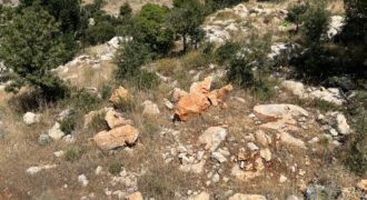 zahle Qaa Er Rim land 826 sqm for sale Ref#6458