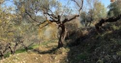 Land for sale in Ghalboun located in calm area  mountain view