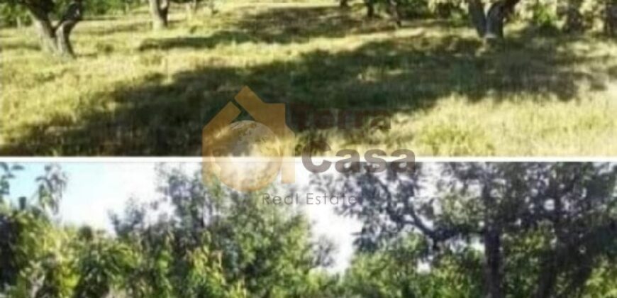 Land for sale in majdel El _ aquoura