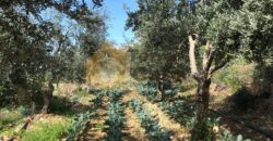 land with sea view in hosrayel for sale