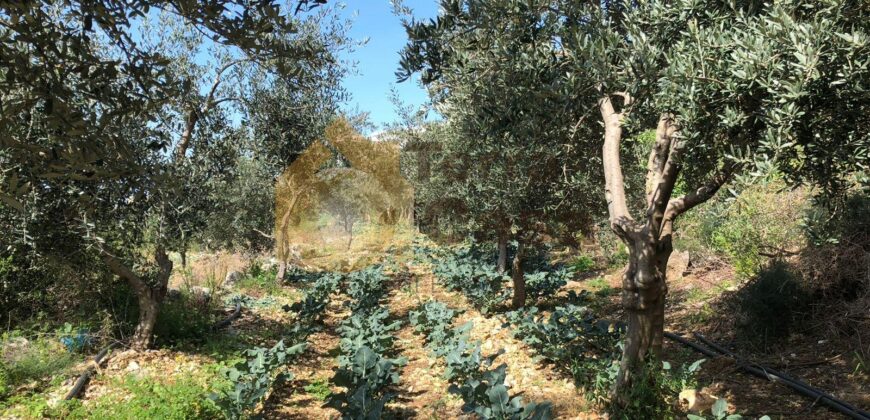 land with sea view in hosrayel for sale